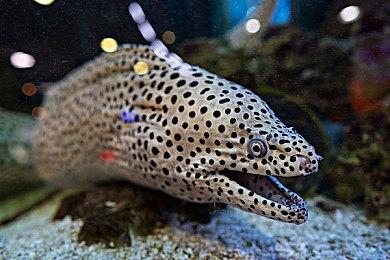 《SD高达 激斗同盟》新实机演示 大型MA联机战斗